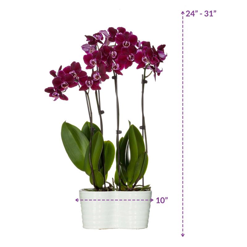 Just Add Ice 10" Purple Orchid Duo in Ceramic