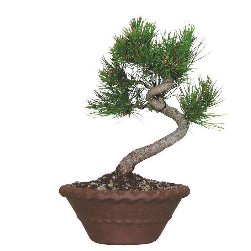 Japanese Black Pine Live Houseplant - Brussel's Bonsai