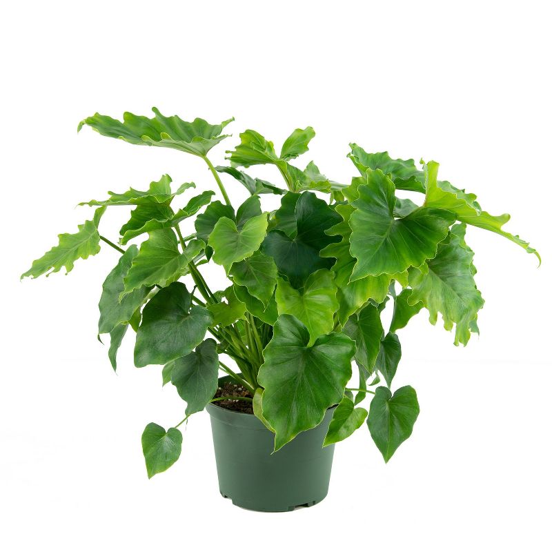 6" Shangri-La Philodendron - National Plant Network