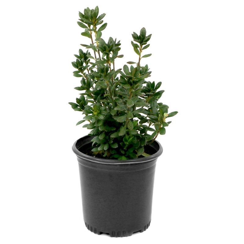 Bluberry 'Tift' 1pc - National Plant Network U.S.D.A Hardiness Zone 7-9 - 2.5 Quart