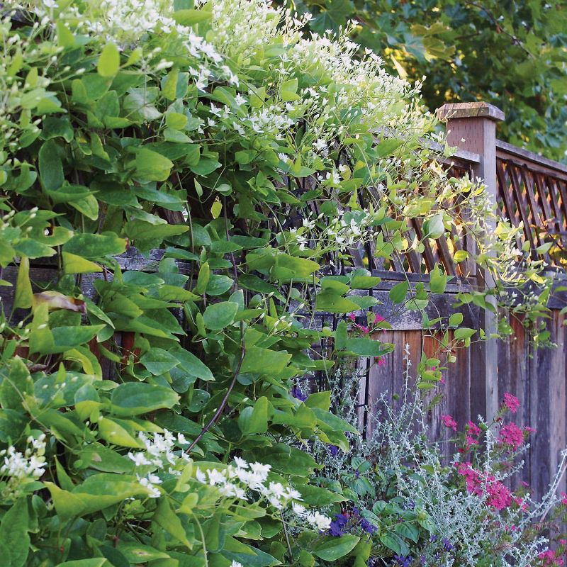 Van Zyverden 4" Clematis Sweet Autumn Rocketliners