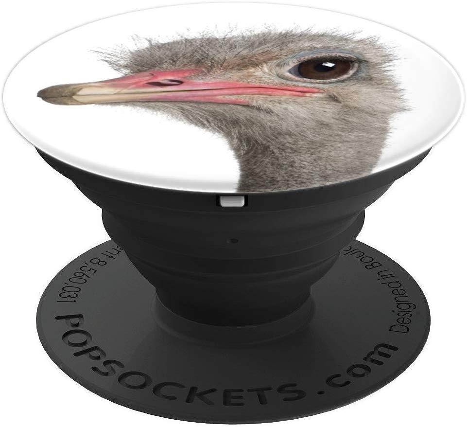 Ostrich Bird Head From Australia