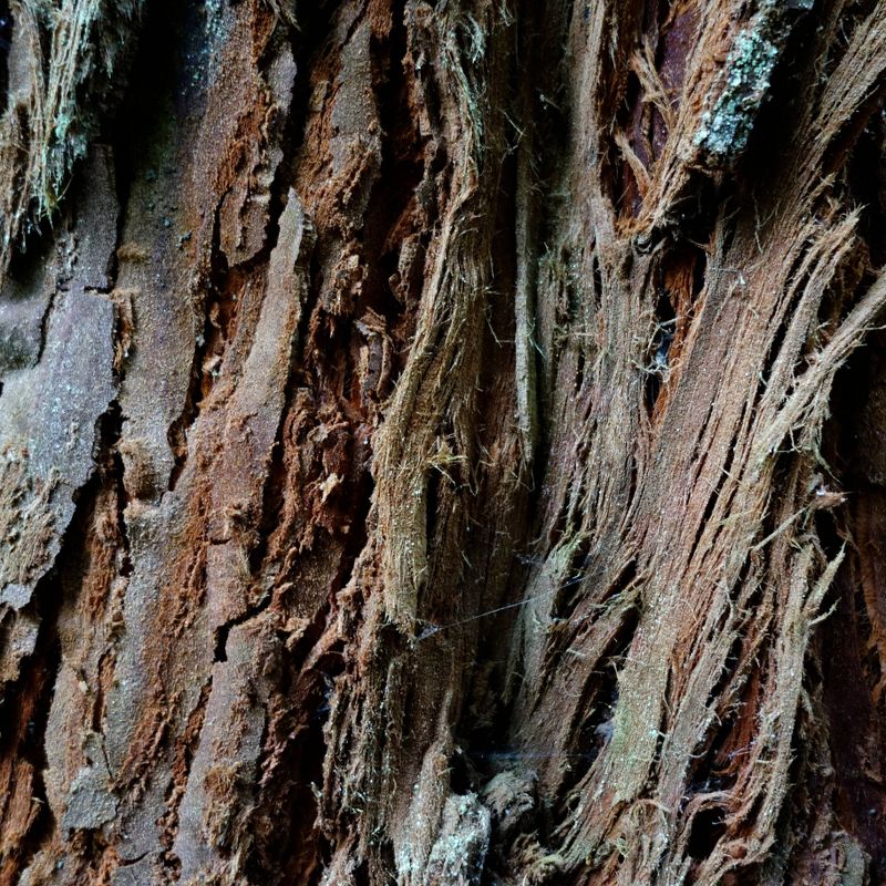 Van Zyverden Roses Mikado Root Stock