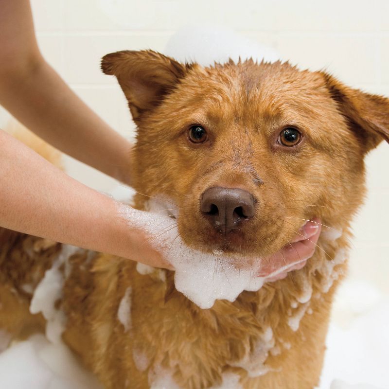 Wahl Odor Control Purifying Formula Eucalyptus Spearmint Pet Shampoo Concentrate - 24oz