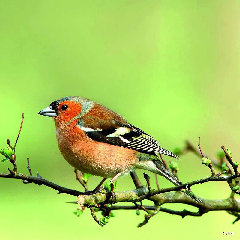 Sellers Publishing, 2021 Outlander 16-Month Wall Calendar