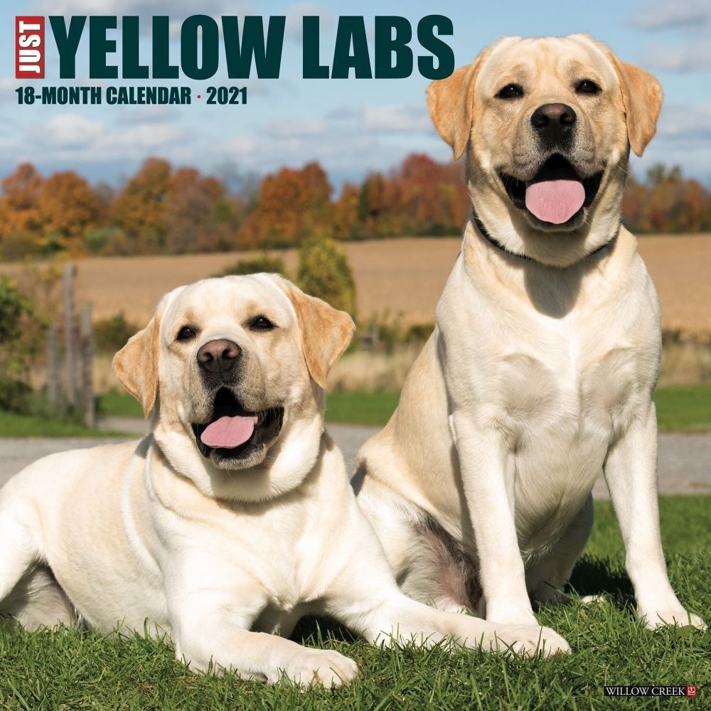 Willow Creek Press,  Just Yellow Labs Wall Calendar 2021
