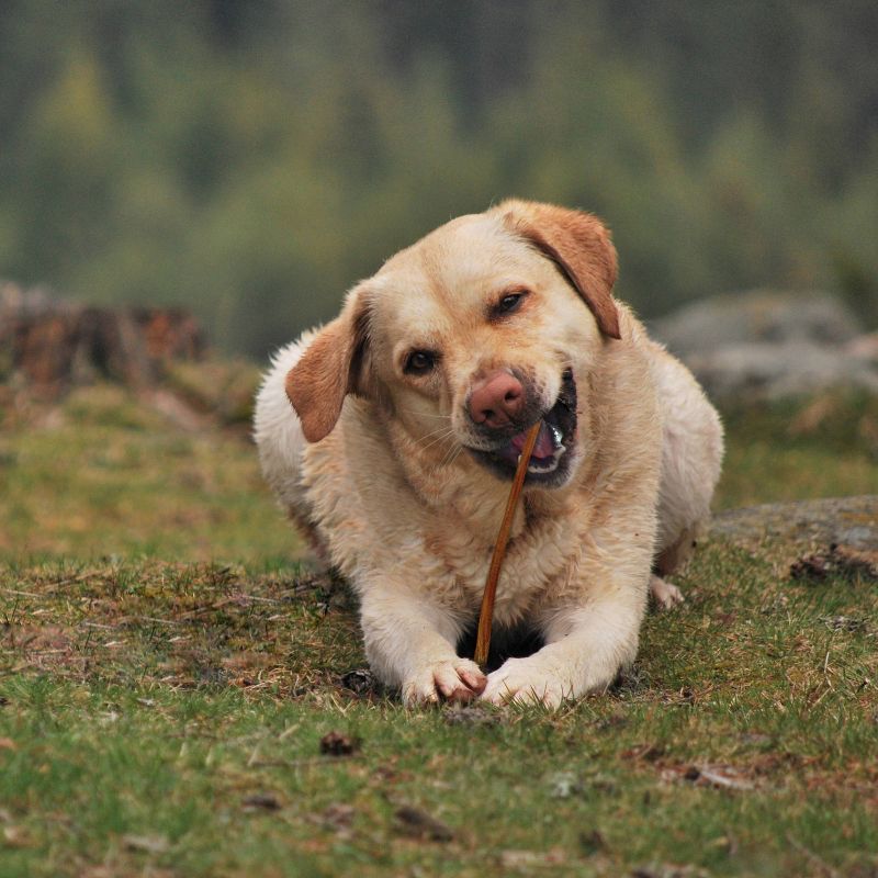 Cadet Bully Beef Sticks Large Dog Treats - 5