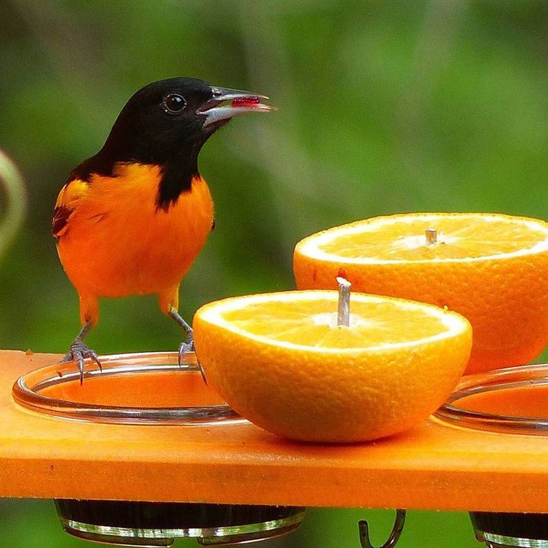 Birds Choice Poly-Recycled Oriole Bird Feeder