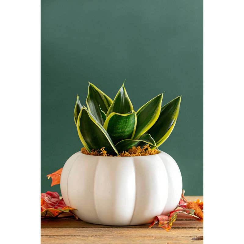 LiveTrends Abundance - 3pk