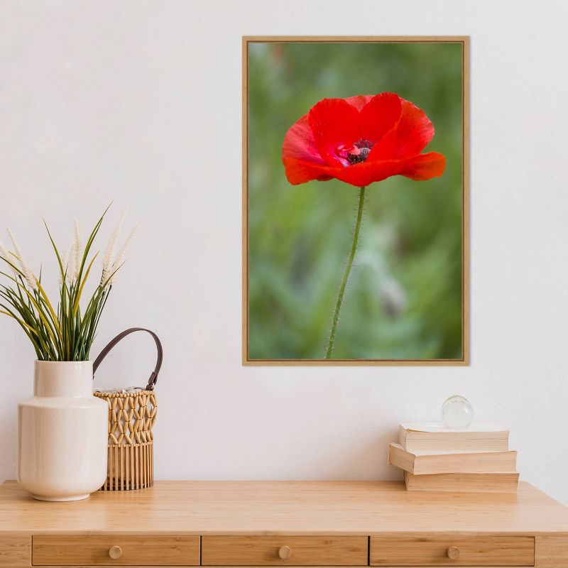 16" x 23" Poppy Flower by Richard and Susan Day Danita Delimont Framed Canvas Wall Art Red - Amanti Art