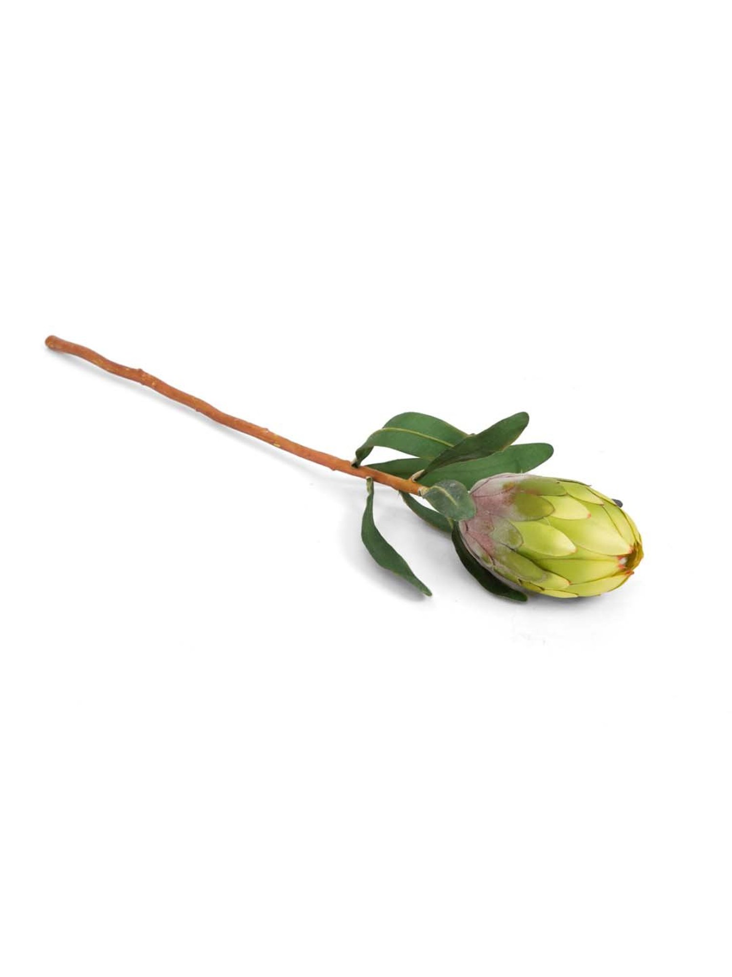 Home4U Green & Brown Plastic Flower Bud - Set of 1