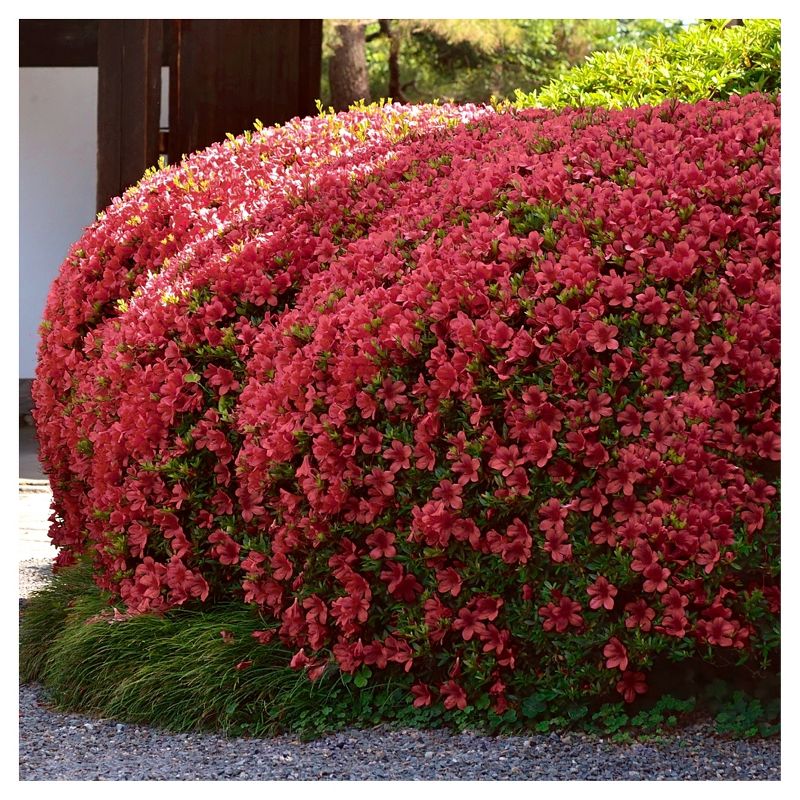 Bluberry 'Tift' 1pc - National Plant Network U.S.D.A Hardiness Zone 7-9 - 2.5 Quart