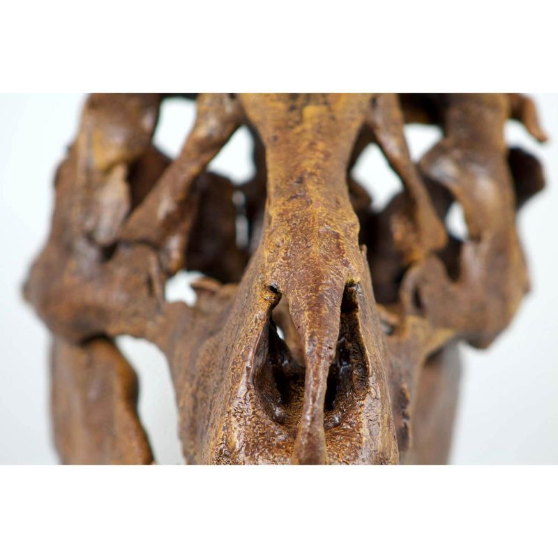Master Replicas T-Rex Skull Quarter Scale Smithsonian Fossil Replica - 11 Inches