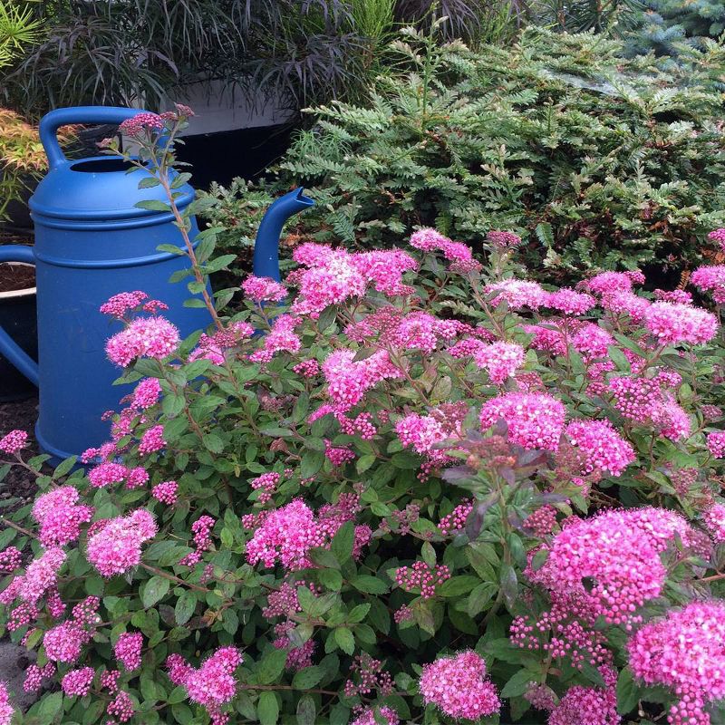 Bluberry 'Tift' 1pc - National Plant Network U.S.D.A Hardiness Zone 7-9 - 2.5 Quart