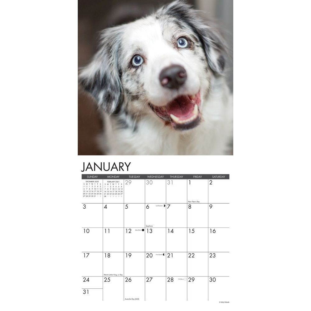 Willow Creek Press,  Just Australian Shepherds Wall Calendar 2021