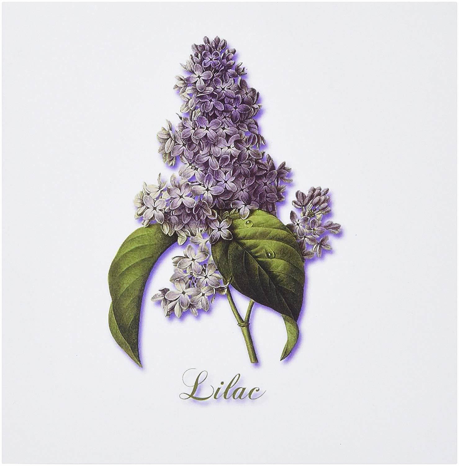 3dRose Set of 12 Greeting Cards, Botanical Print of a Lavender Spring Blooming Fragrant Flower (gc_171228_2)