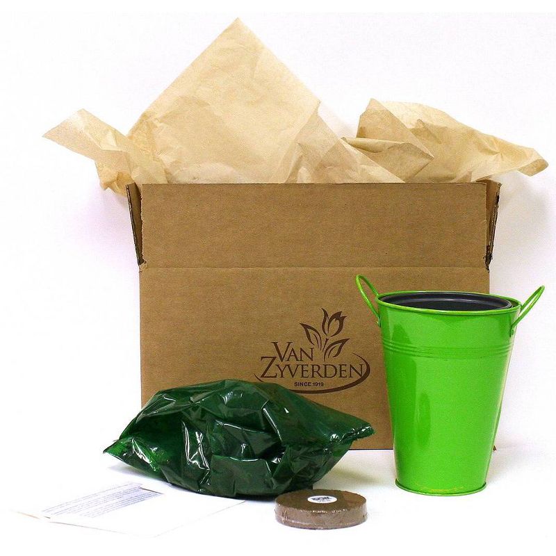 Van Zyverden Patio Lily of the Valley with Green Metal Planter and Growers Pot