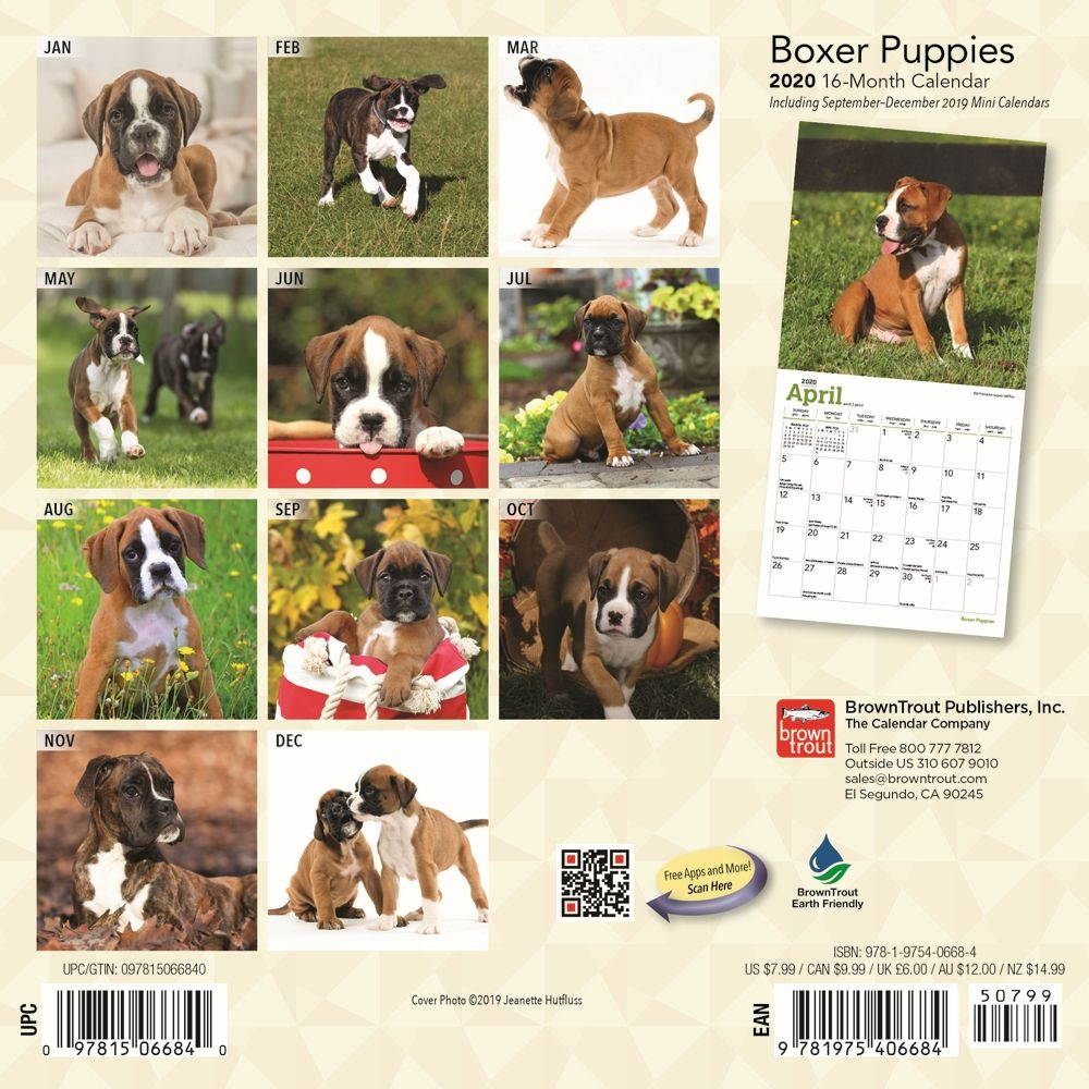 BrownTrout,  Boxer Puppies Mini Wall Calendar 2021