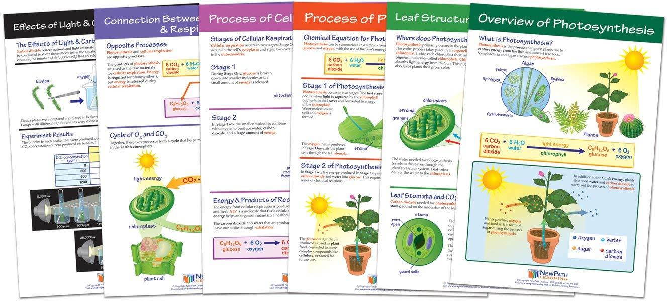 NewPath Learning 94-7016 Photosynthesis and Respiration Bulletin Board Chart Set (Pack of 6)