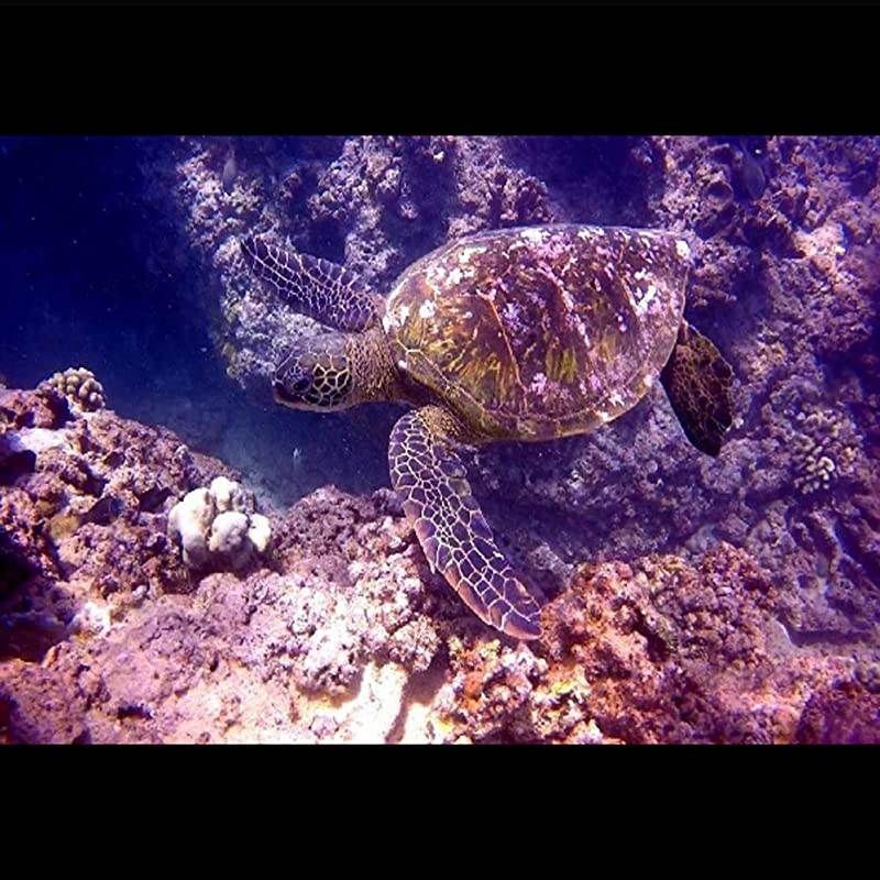 Case for DJI OSMO Action Camera Accessories, Housing Case Protective Shell with Anti Fog Inserts Suitable for Underwater Diving Photography 200FT/61M