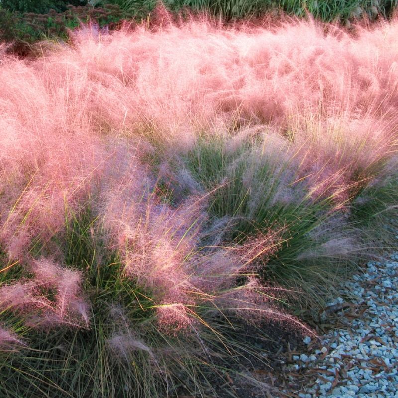 3pc Pink Muhly - National Plant Network