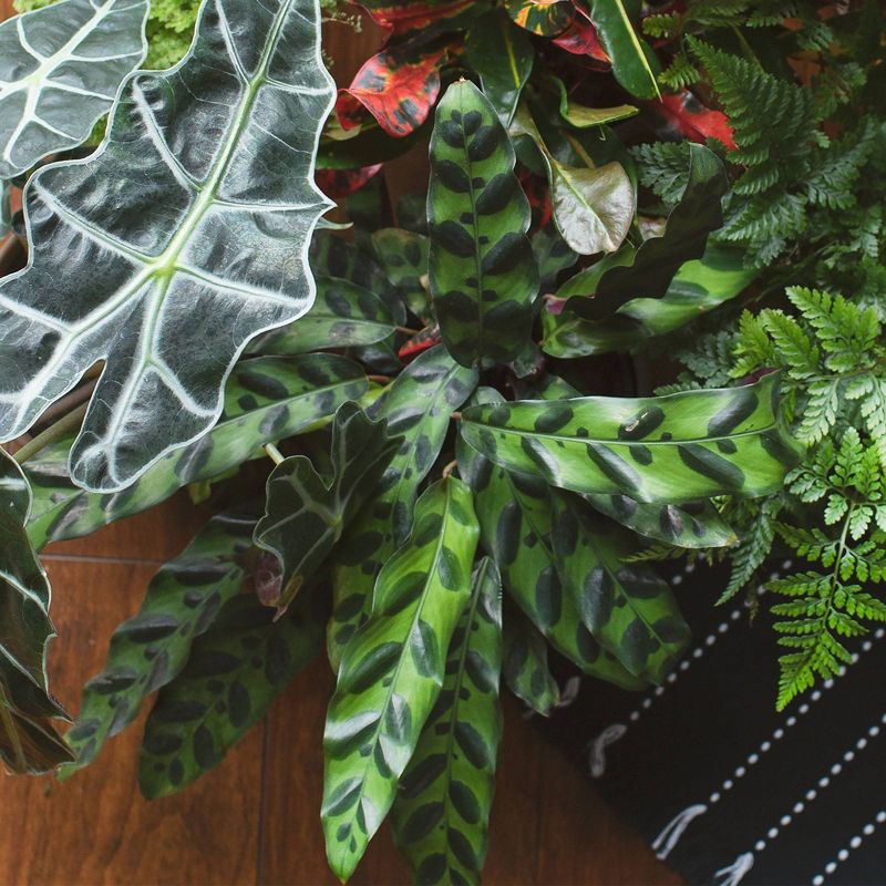 Van Zyverden Roses Mikado Root Stock