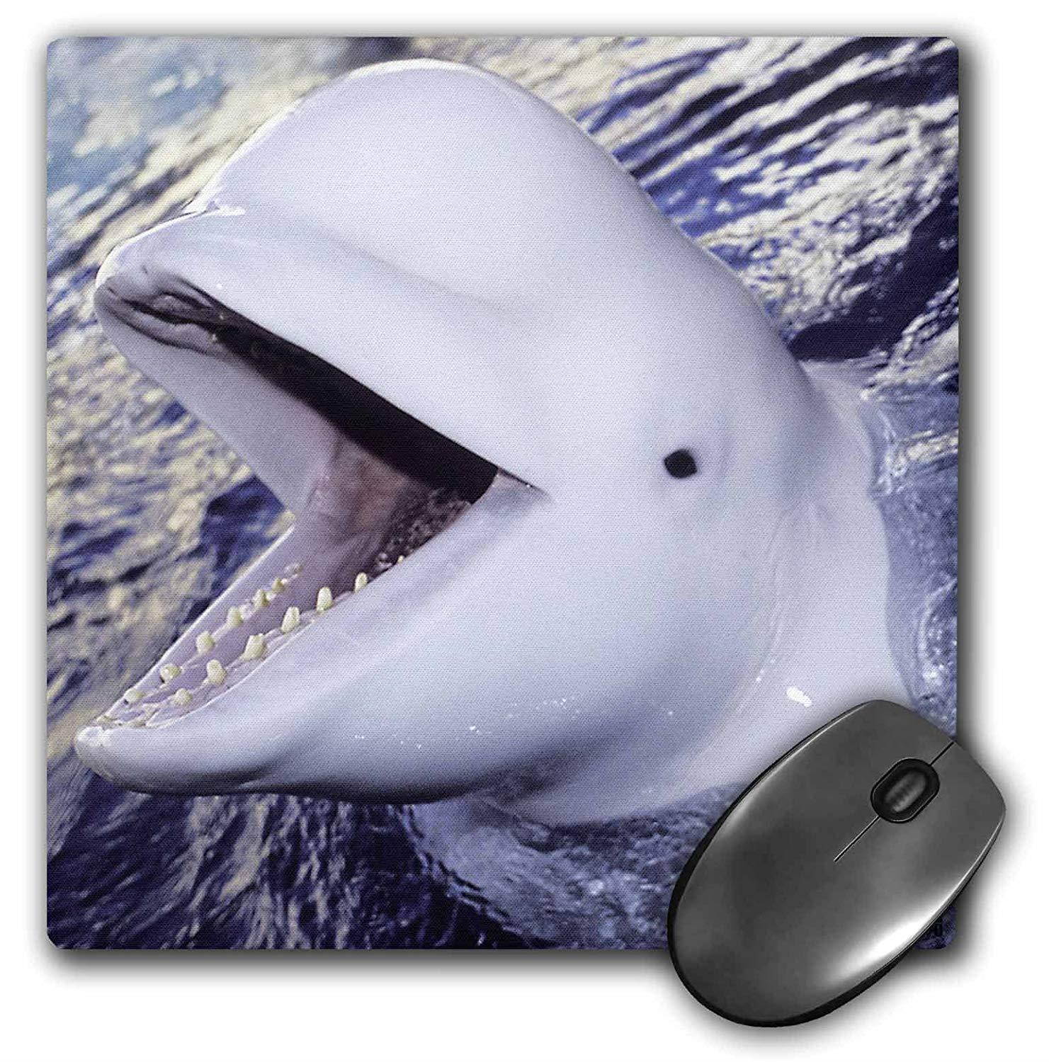 3dRose LLC 8 x 8 x 0.25 Inches Mouse Pad, Beluga Whale, Delphinapterus Leucas (mp_9951_1)