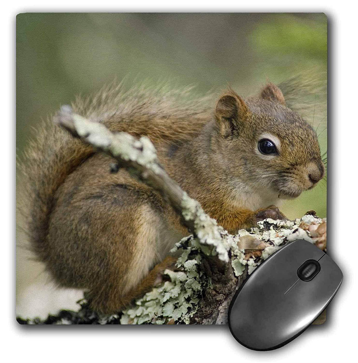3dRose LLC 8 x 8 x 0.25 Inches Mouse Pad, Red Squirrel, Raymond Klass (mp_91442_1)