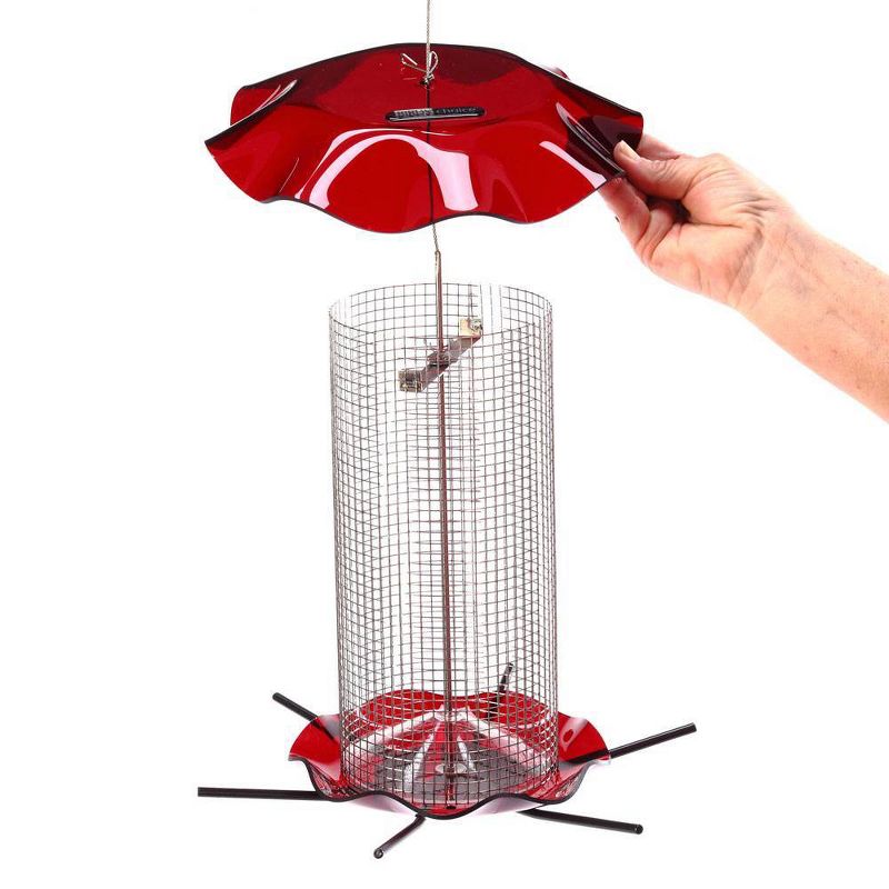 Birds Choice 3qt Forever Black Oil Sunflower Bird Feeder - Red