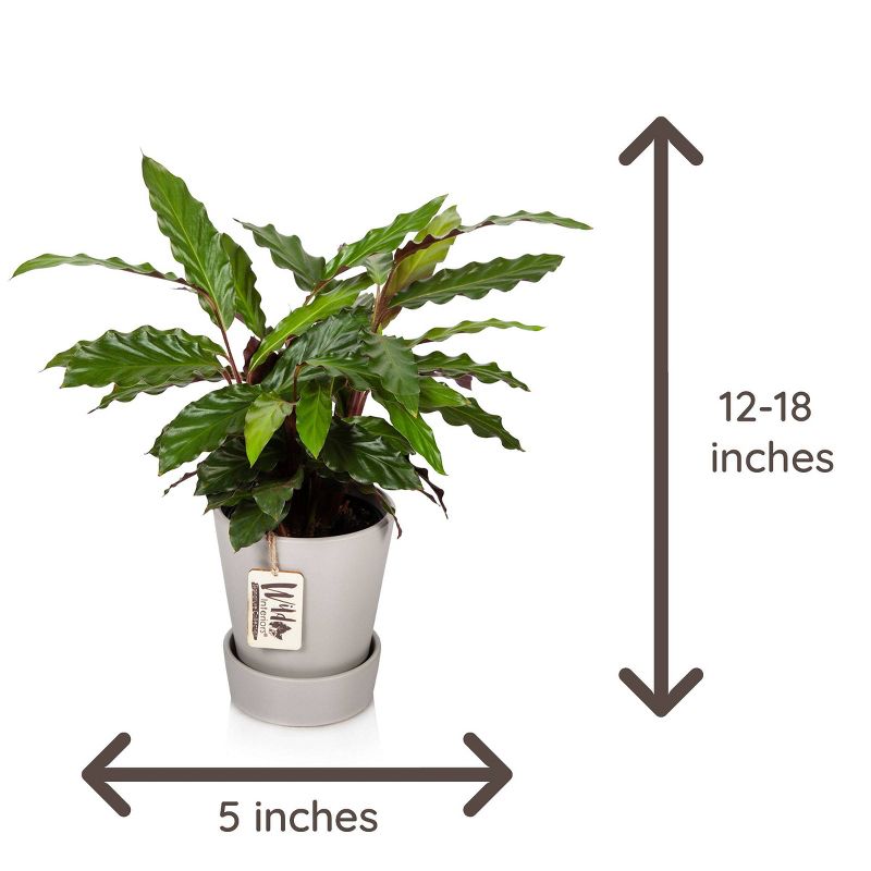 Wild Interiors 5" Calathea Signature Foliage in Ceramic