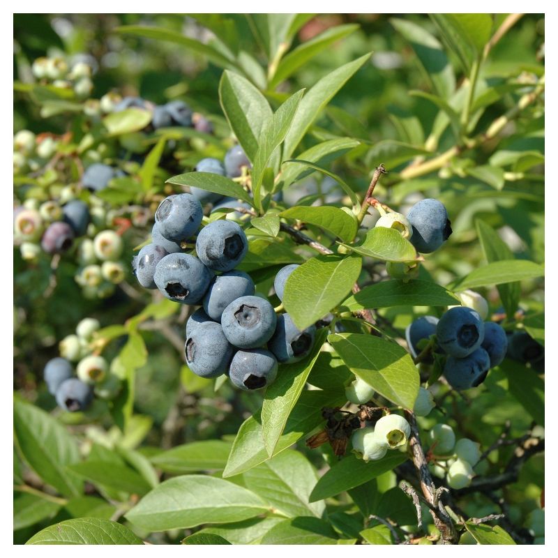 Bluberry 'Tift' 1pc - National Plant Network U.S.D.A Hardiness Zone 7-9 - 2.5 Quart