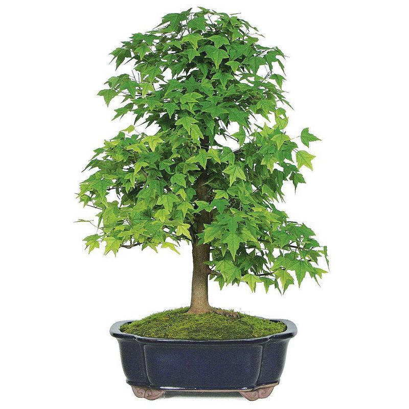 Extra Large Trident Maple Outdoor Live Plant - Brussel's Bonsai