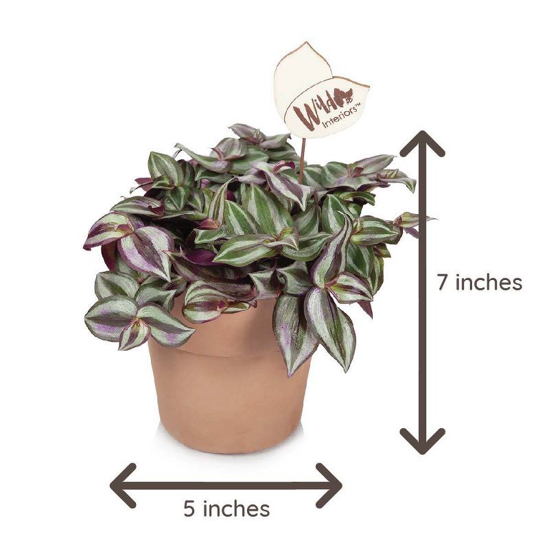 Wild Interiors 5" Trailing Foliage in Terra Cotta