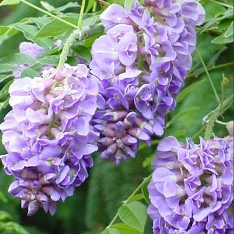 Van Zyverden 4" Wisteria Amethyst Falls Potted Rocketliners