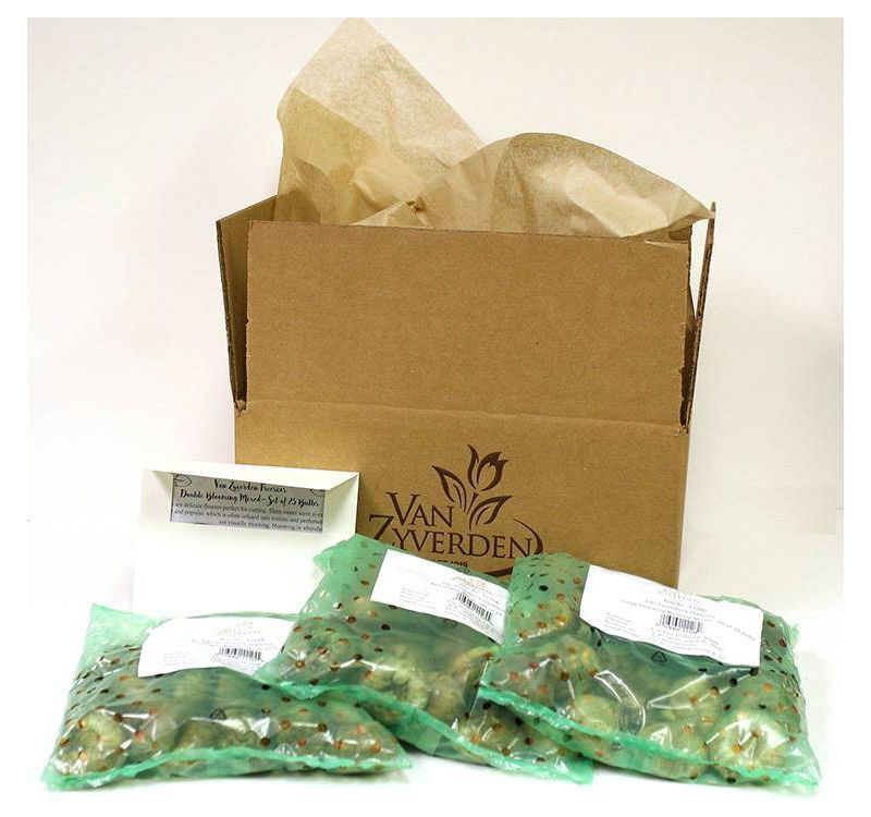 Bluberry 'Tift' 1pc - National Plant Network U.S.D.A Hardiness Zone 7-9 - 2.5 Quart