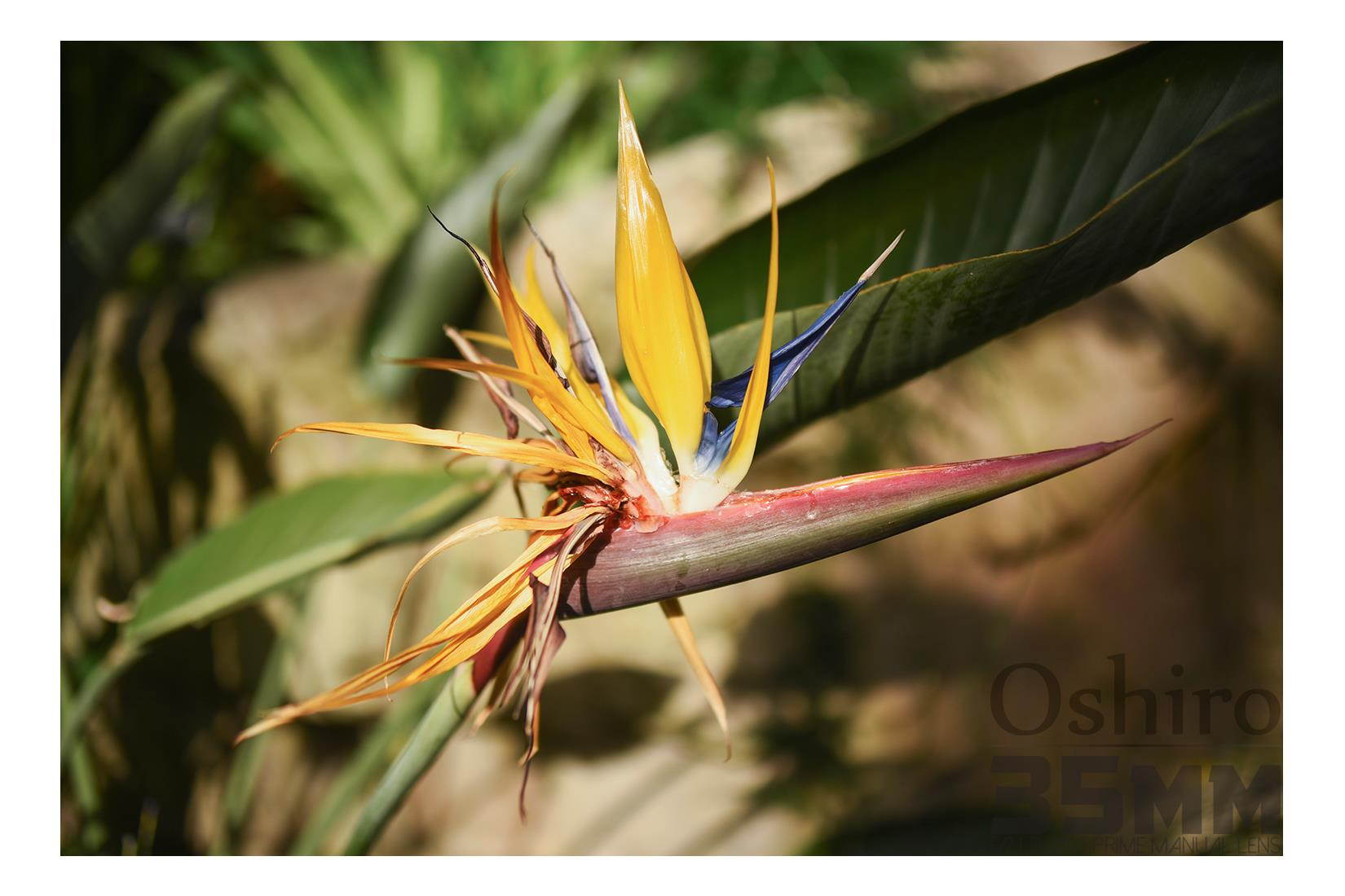 Oshiro 35mm f/2 LD UNC AL Wide Angle Full Frame Enhanced Bokeh Prime Lens for Sony E-Mount FE a9, a7R, a7S, a7, a6500, a6300, a6000, a5100, a5000, a3500, a3000, NEX-6, 5N, 5T, 5R, 5, 3N, 3, F3 and C3