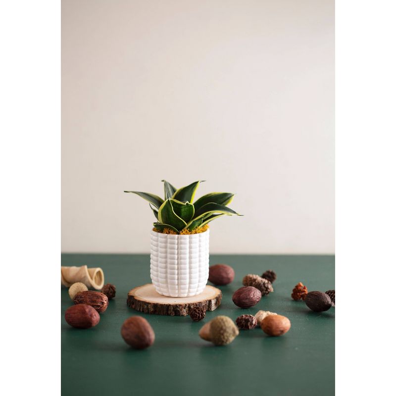 LiveTrends Maize - 2pk