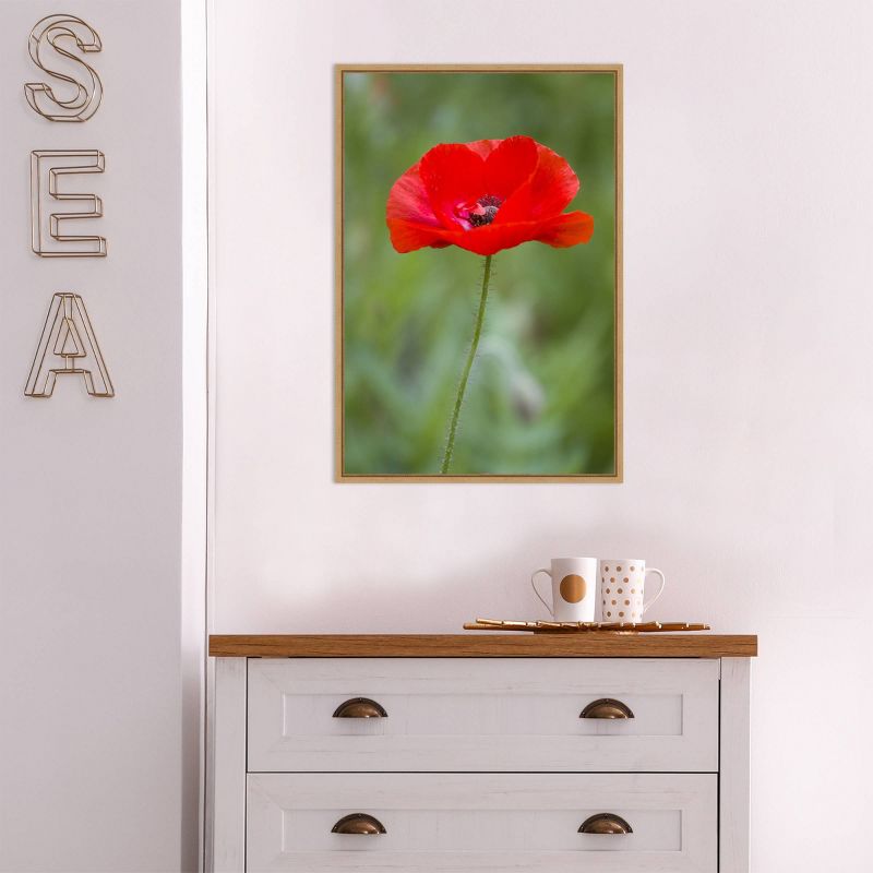 16" x 23" Poppy Flower by Richard and Susan Day Danita Delimont Framed Canvas Wall Art Red - Amanti Art