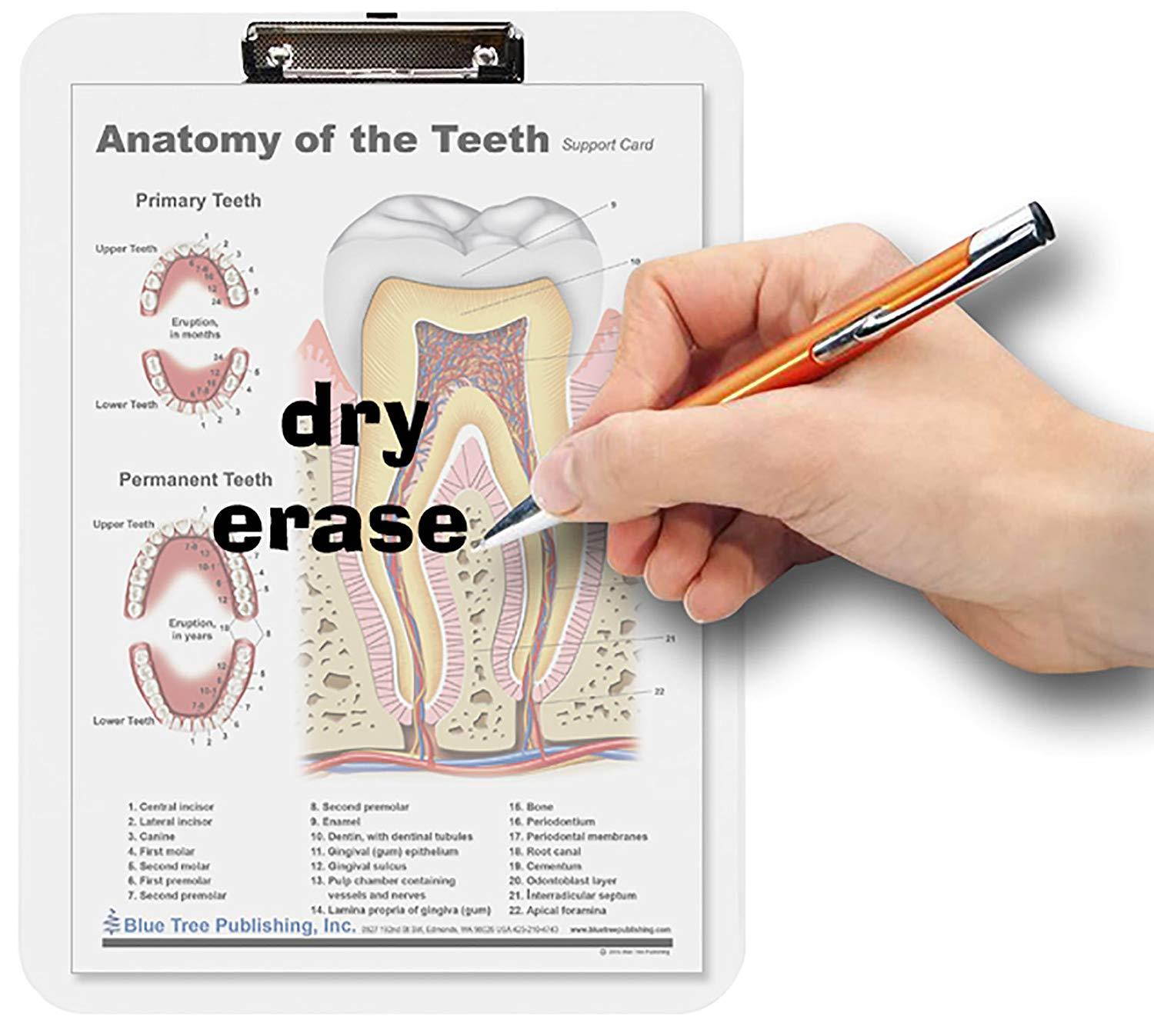 Dental (Tooth Clipboard)