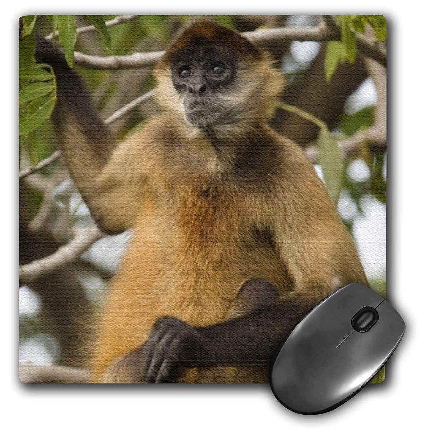 3dRose Nicaragua Spider Monkey Lake Nicaragua SA14 JME0068 John and Lisa Merrill Mouse Pad (mp_86869_1)