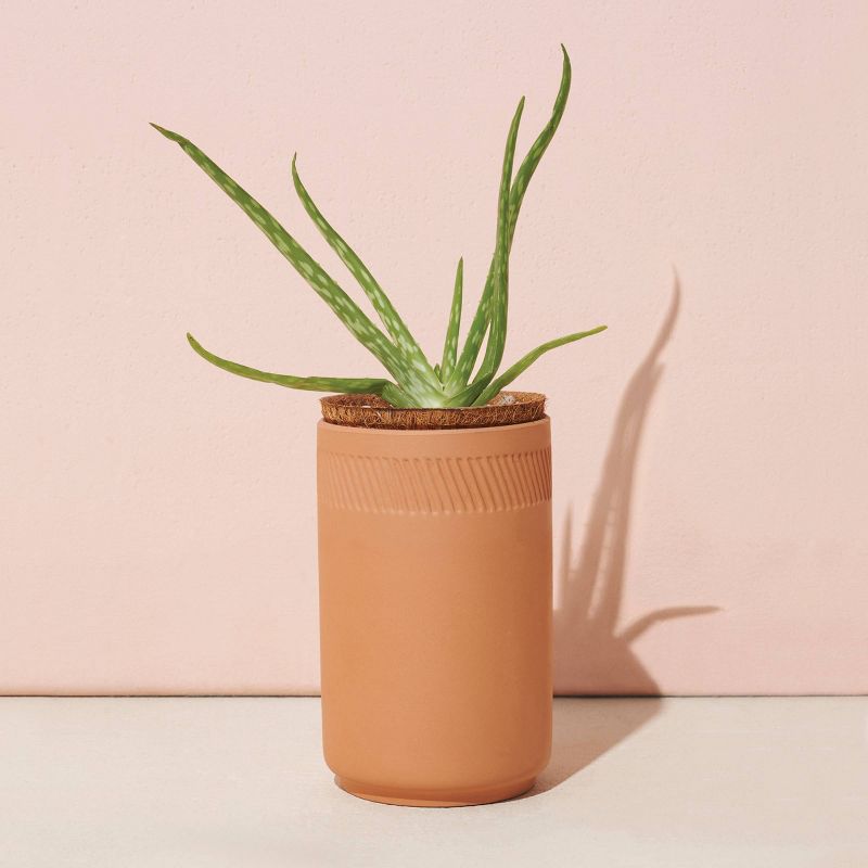 Modern Sprout Terracotta Grow Kit - Aloe