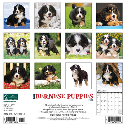 2021 Bernese Mountain Puppies Wall