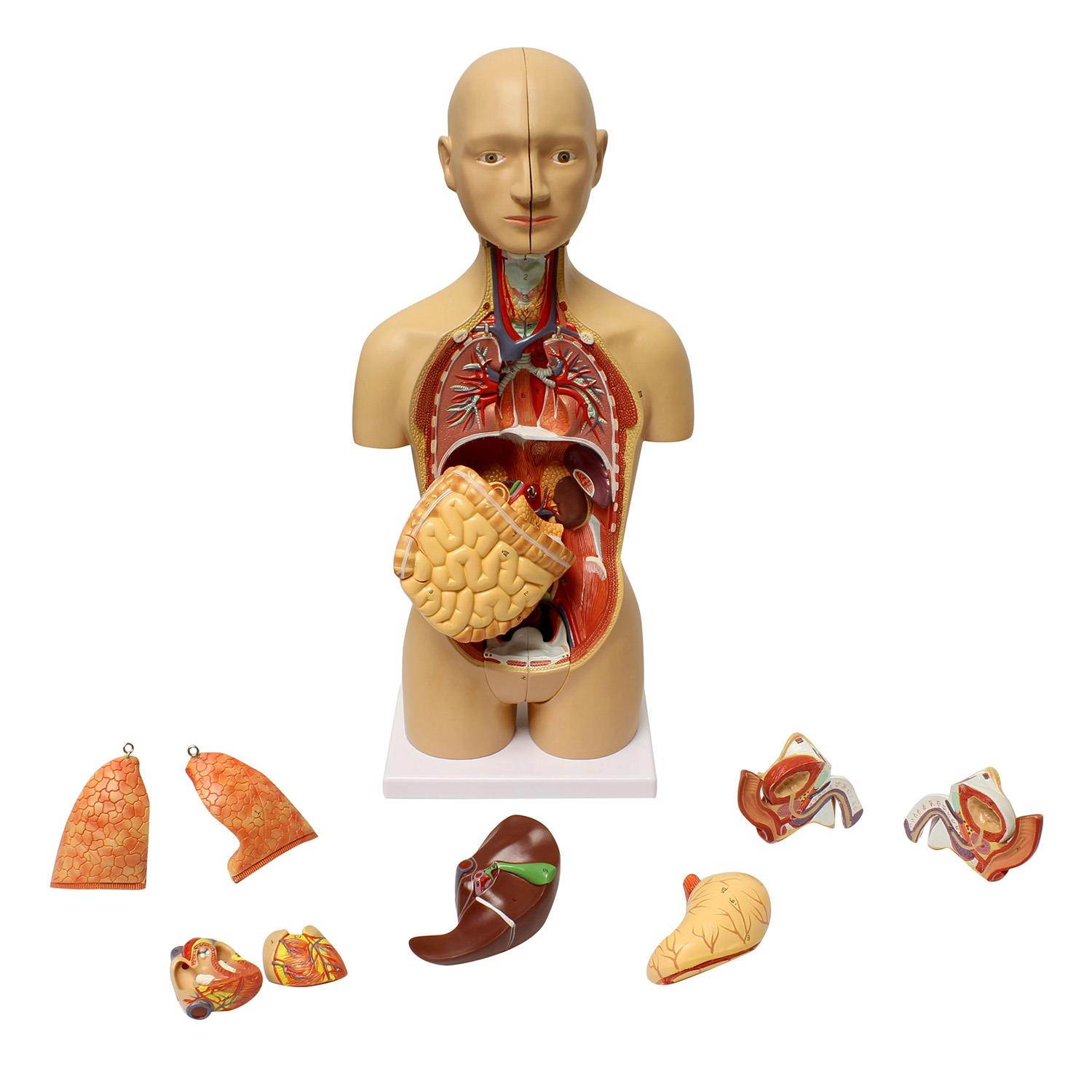 MonMed | Human Torso Model &ndash; 17&rdquo; Inch Human Body Model Removable Organs