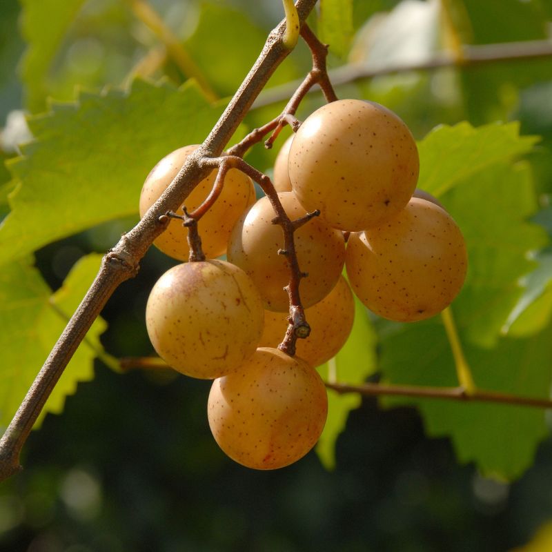 1pc Grape Muscadine Carlos - National Plant Network