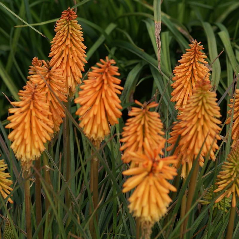 15ct Tritoma Top Choice Mixture Bulbs - Van Zyverden