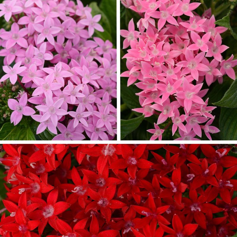 Burpee 3pc Lucky Star Pentas Collection - National Plant Network