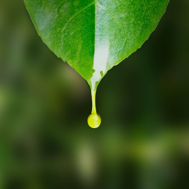 Air Wick Essential Mist - Refill Lush Honeysuckle and Raspberry - 0.67 fl oz