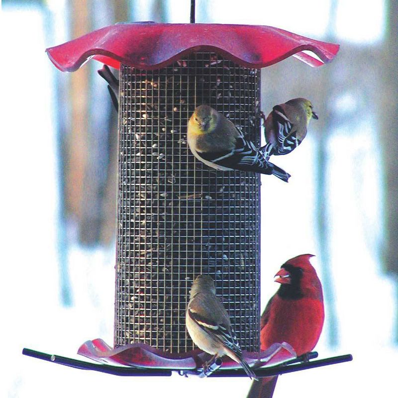 Birds Choice 3qt Forever Black Oil Sunflower Bird Feeder - Red