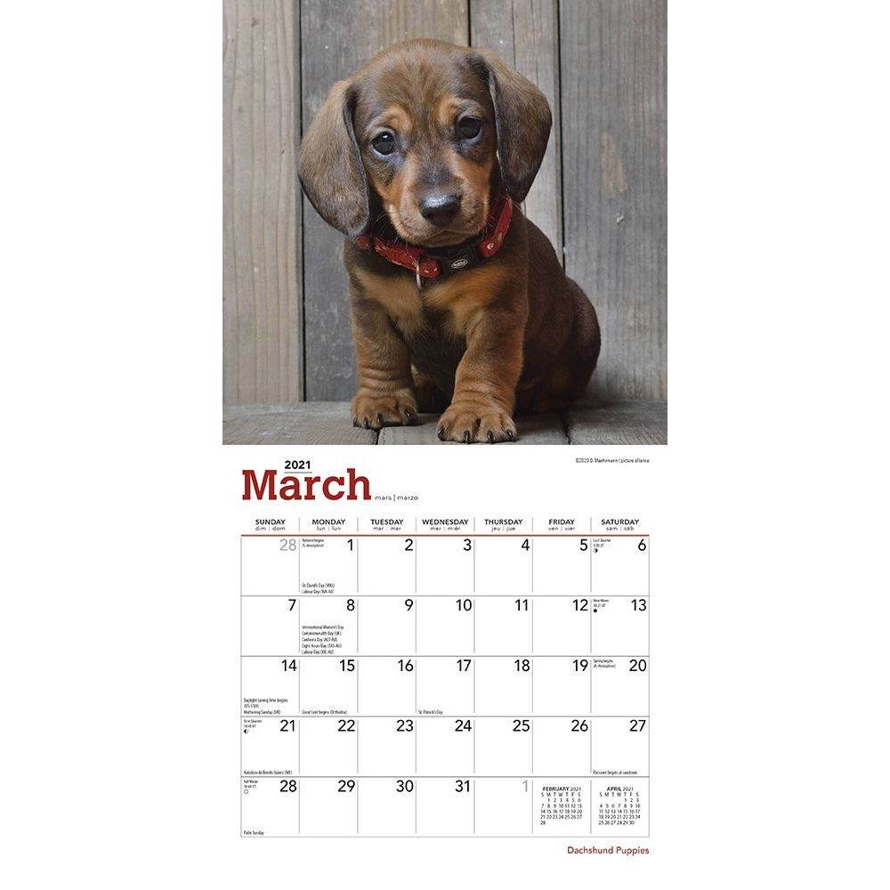 BrownTrout,  Dachshund Puppies 2021 Mini Calendar 2021