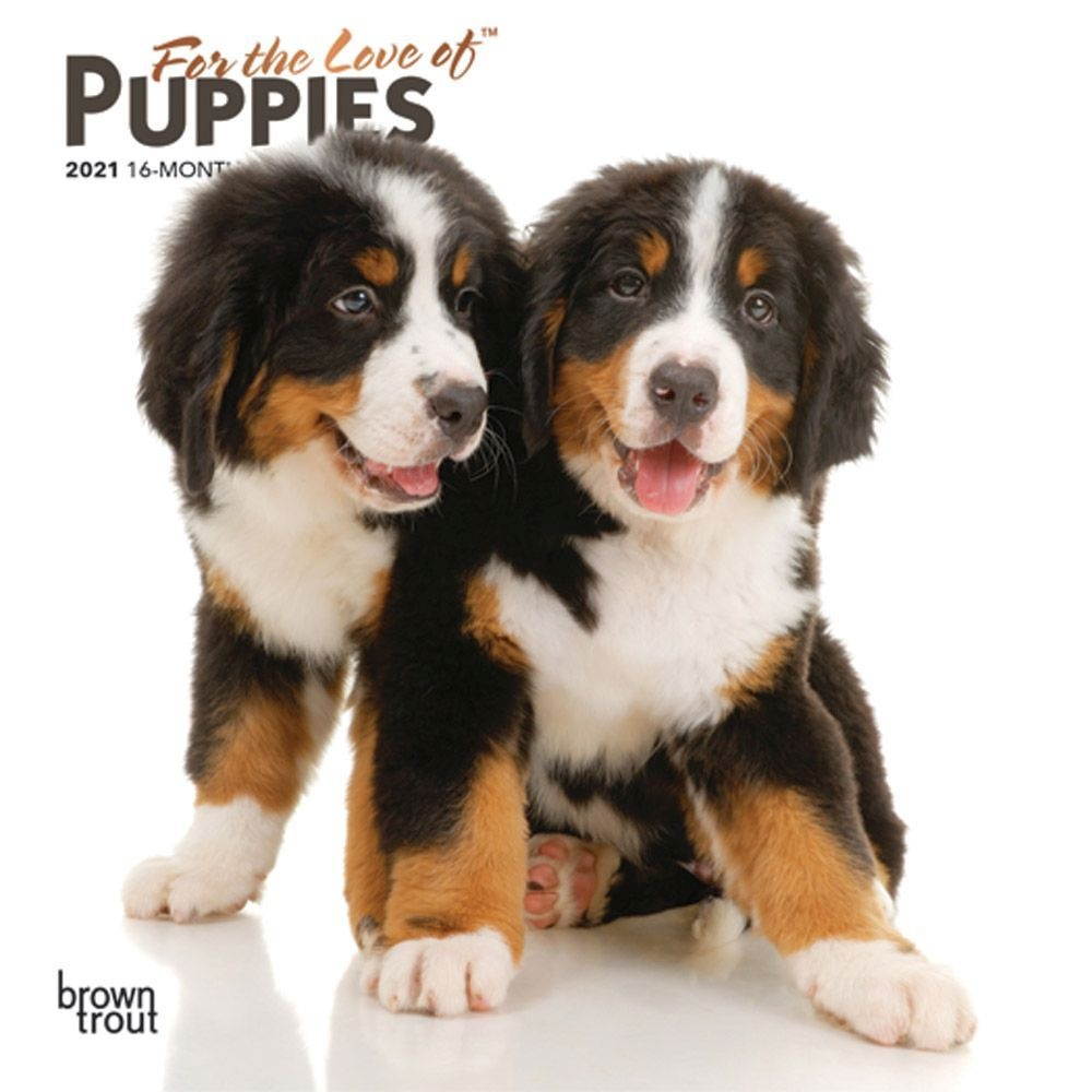 All You Need is Yorkshire Terrier Box Sign by Primitives by Kathy